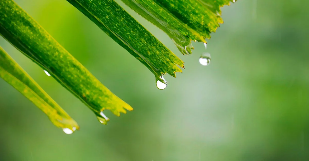 Gros plan de gouttes de pluie sur une feuille tropicale verte, mettant en valeur la beauté de la nature.